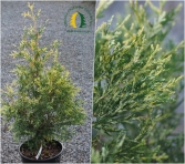  Żywotnik zachodni 'Argentea'